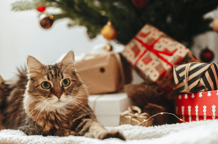 Considerations When Choosing a Gift for Pet Owners