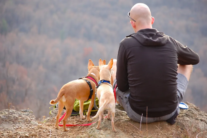 Activities for Dog Dad on Father's Day