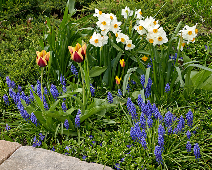 Bulbs for spring blooms