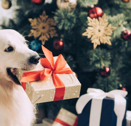 Christmas Gift Ideas for Dogs