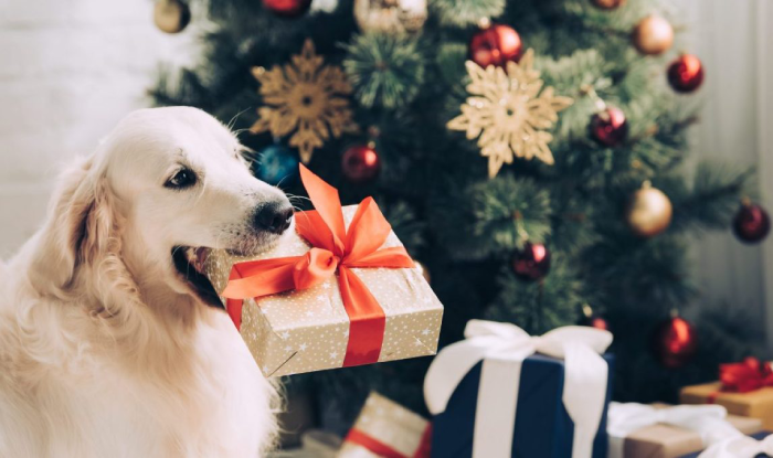 Christmas Gift Ideas for Dogs