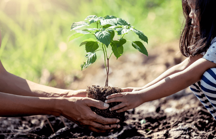 Plant A Memorial Plant And Watch The Memory Come Alive