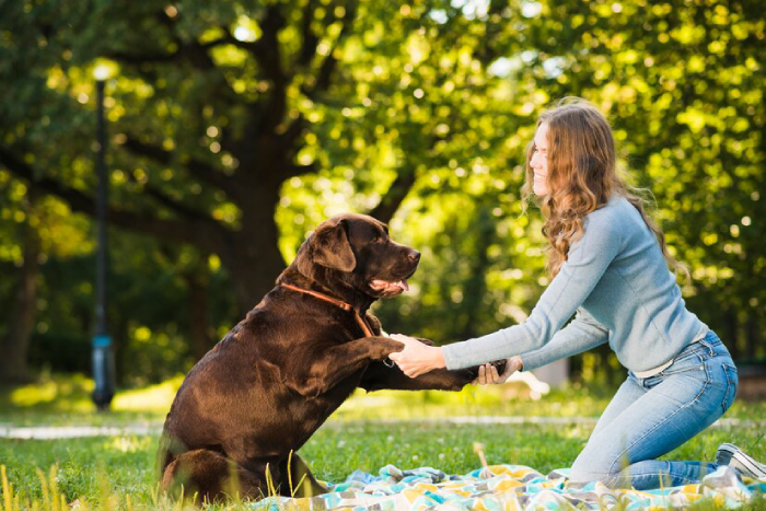 Fun Activities to Have for a Dog's Birthday