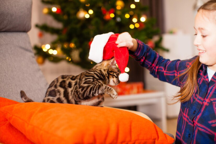 Why People Giving Gifts to Cats on Christmas