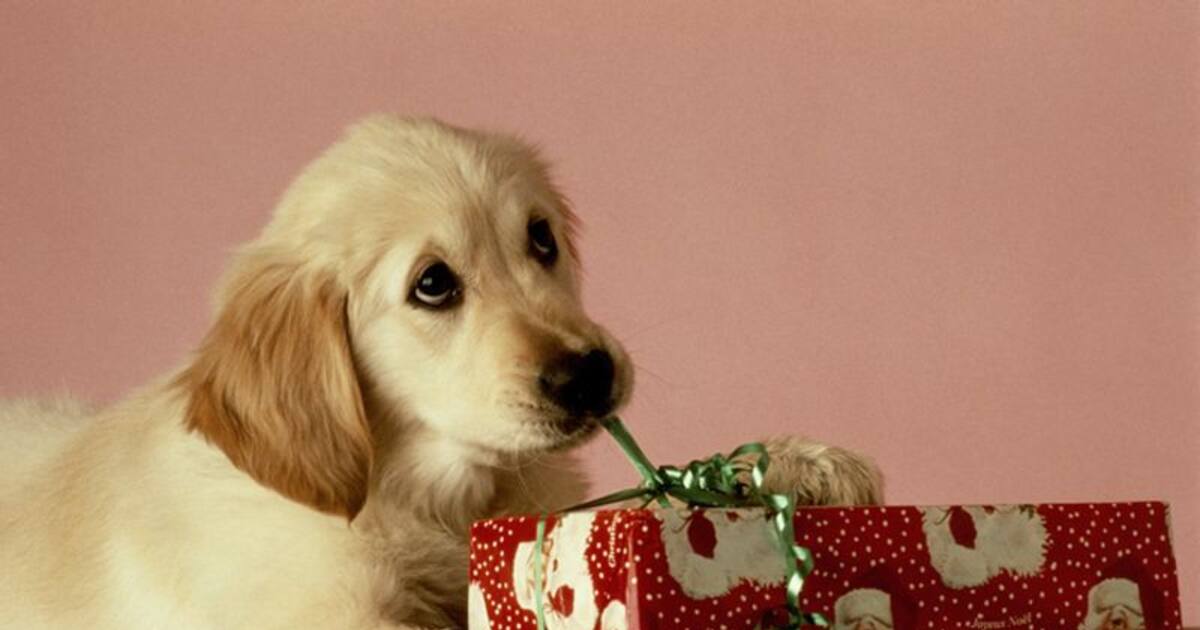 dog walker gift ideas