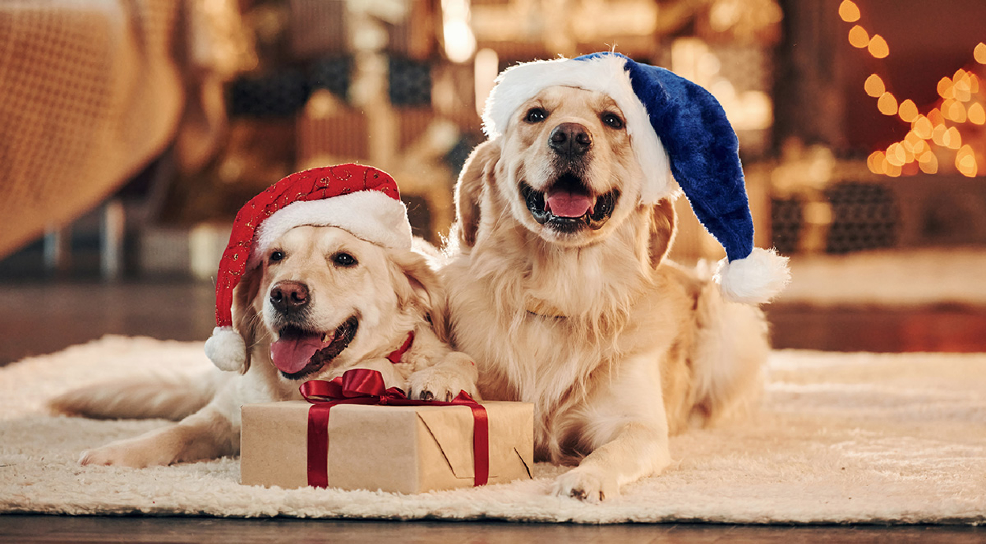 dog walker gift ideas