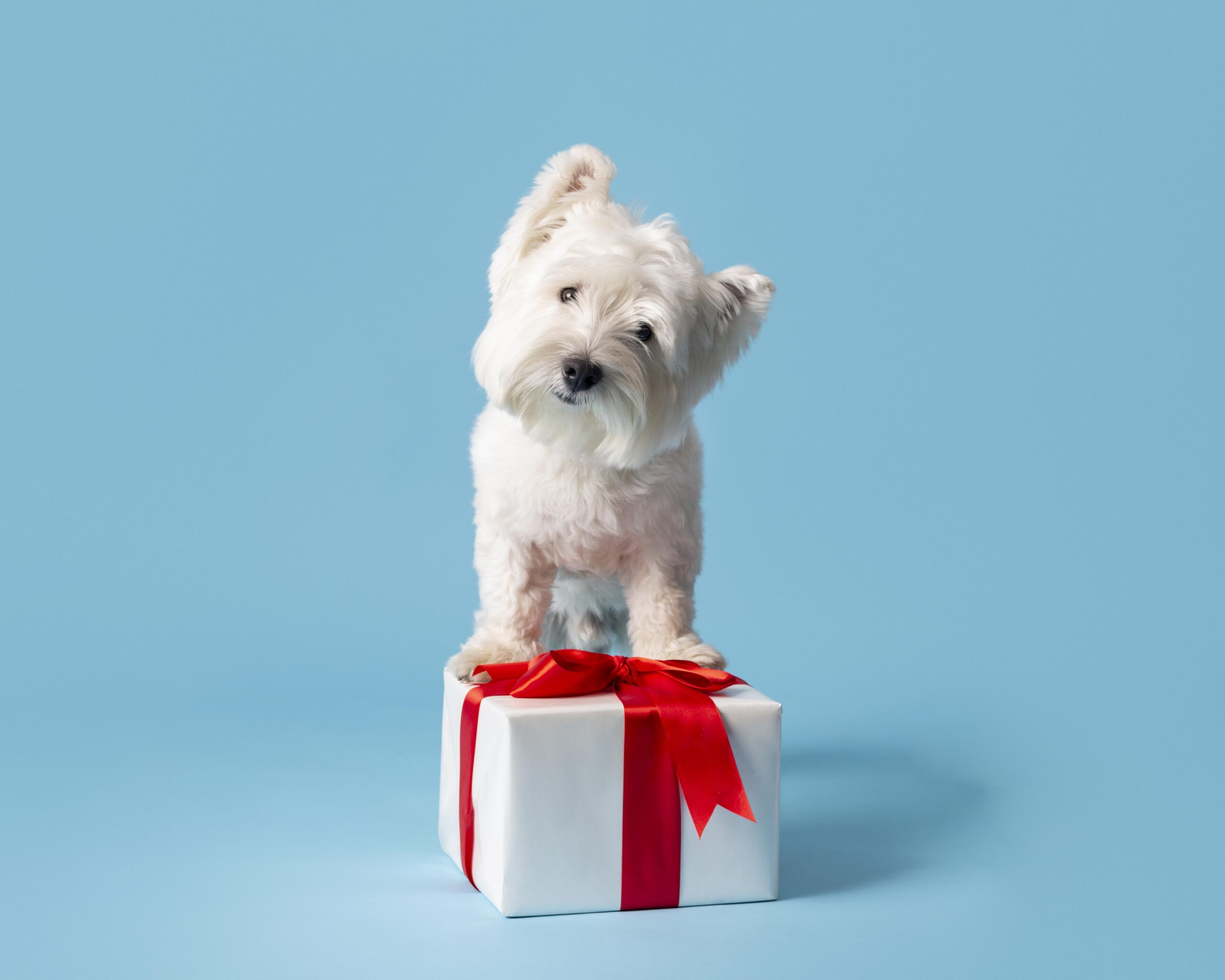 dog walker gift ideas