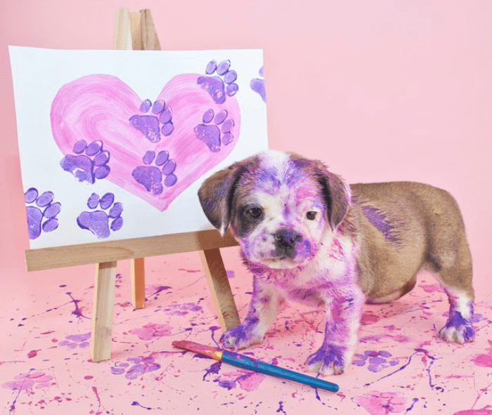 Let Everyone Get Creative With Paw Print Masterpieces