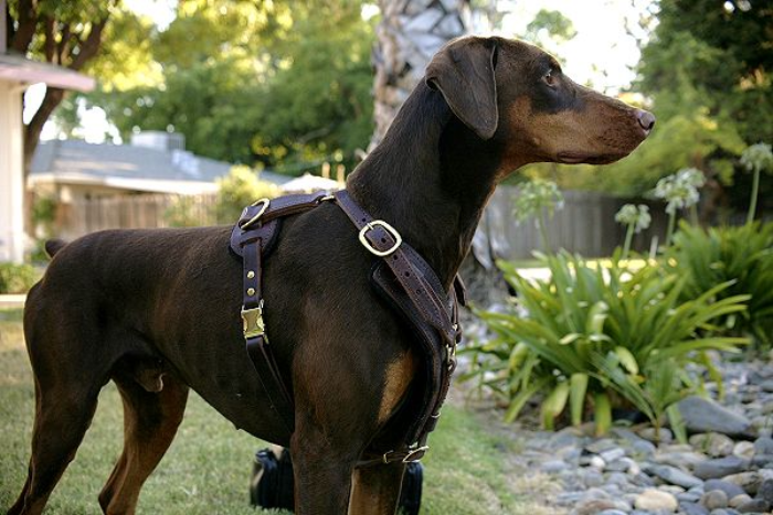 Custom Leather Dog Harness as Christmas Gifts for Dogs