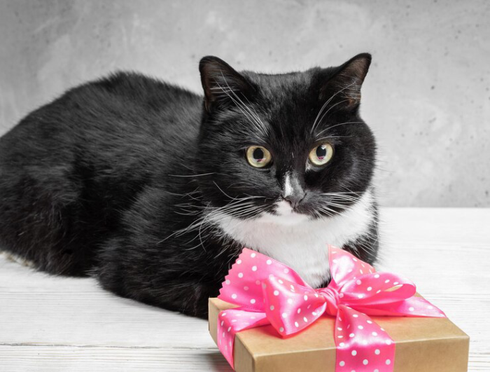 Differences when Choosing Gifts for Black Cats