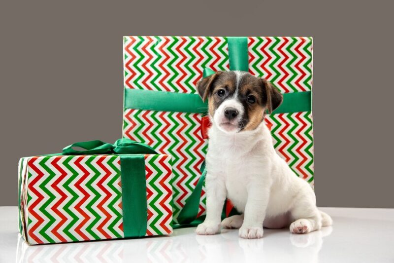 Tips to elevate your personalised dog gifts